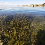 Las algas marinas pueden proveer antivirales contra la COVID-19