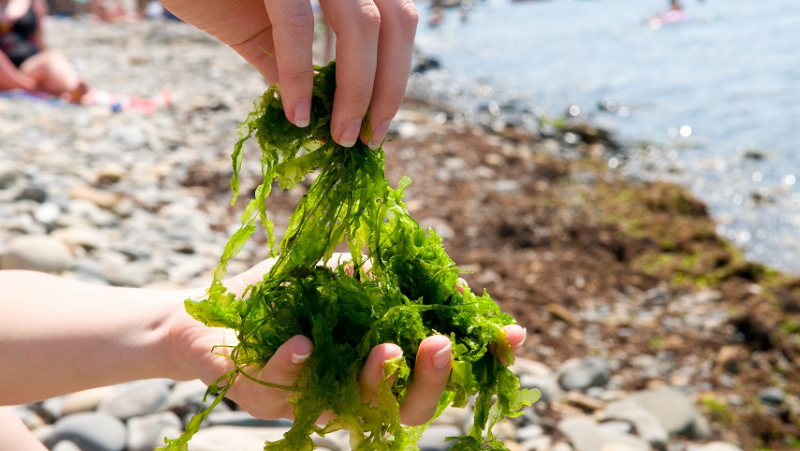 el poder de las algas