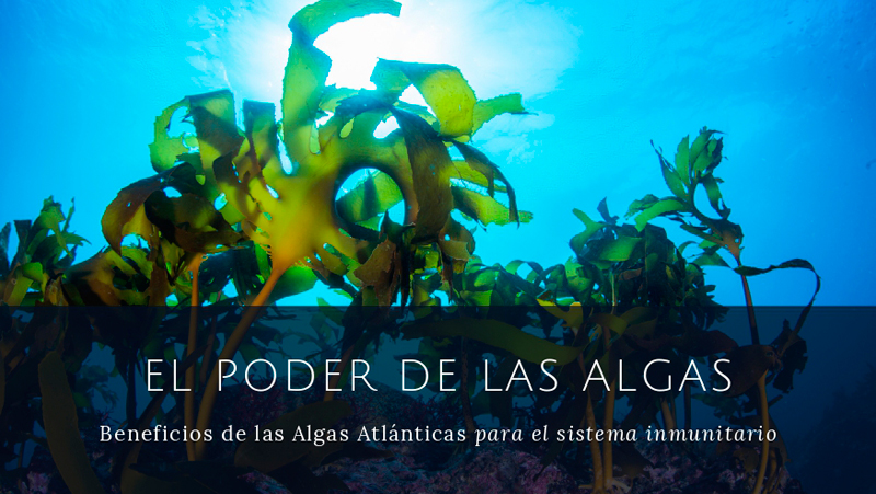 Como nos pueden ayudar las algas marinas atlánticas a mantener un sistema  inmunitario sano? - Algamar